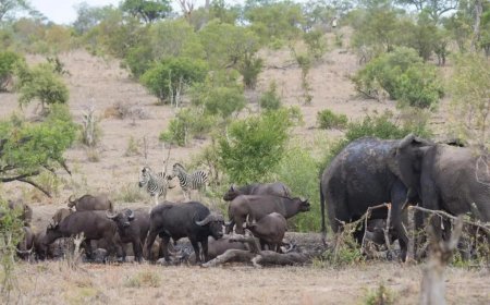 Book Unforgettable Kruger National Park Tours with Safari Packages Bush Walks and Expert Guides