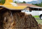 The Complete Guide to Stump Grinding: Why It Matters and How It Works