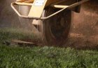 Stump Grinding: The Ultimate Guide to Removing Tree Stumps Like a Pro