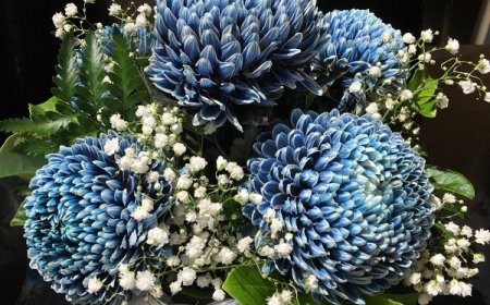 Florist Coburg North to Your Doorstep: Same Day Flowers for Every Occasion