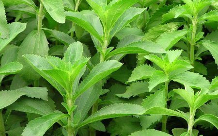 Stevia Market Size, Growth, and Strategic Outlook 2025-2032