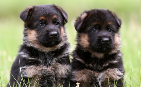 Shepherd Puppies for Sale in Florida | Trusted Breeders & Affordable Prices