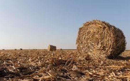 Alfalfa Hay Market Size, Trends, and Growth Outlook 2025-2032