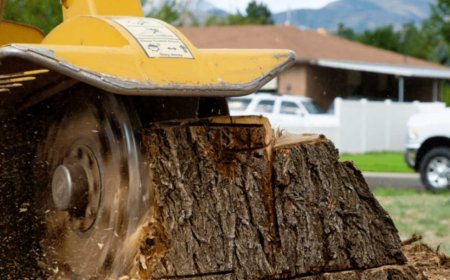The Complete Guide to Stump Grinding: Why It Matters and How It Works